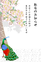 ハガキテンプレートは左に桜の花の咲いた木と孔雀のイラスト