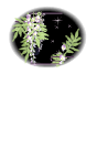 ハガキテンプレートは白い背景に中央に丸い黒い背景に藤の花のイラスト
