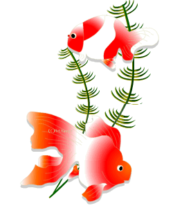 金魚4