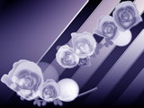 バラの花のイラストのデスクトップ壁紙