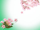 桜の花と三色団子